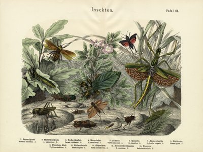 昆虫，c.1860 作者 German School
